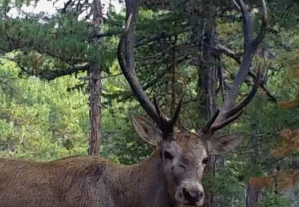 Doğa Koruma ve Milli Parklar (DKMP) Fotokapana Yansıyan Kızılgeyik Görüntüleri Paylaştı