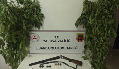 Yalova’da Uyuşturucu Operasyonu: Çiftlikköy’de Serada Kenevir Ele Geçirildi